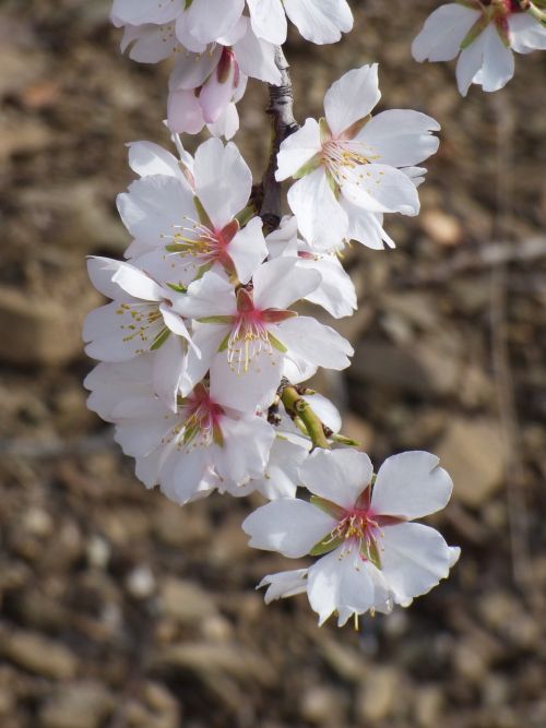 flower almond tree almond flower
