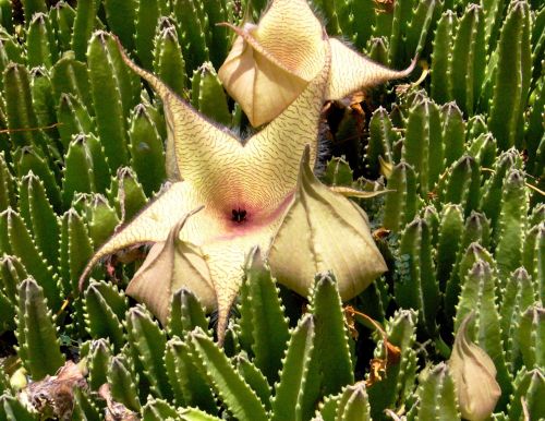 flower exotic botany