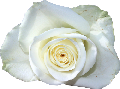 flower white rose