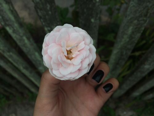 flower nature rosa