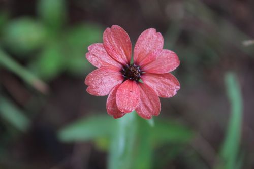 flower garden green