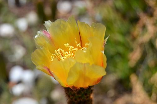 flower cactus flowering cactus