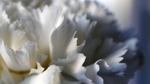 flower white szekfü