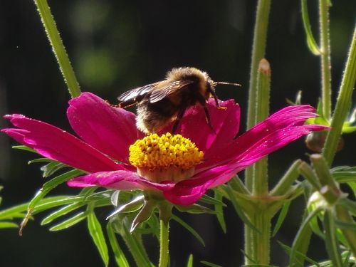flower bee plant