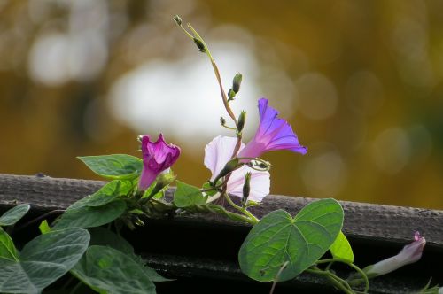 flower morning glory vine