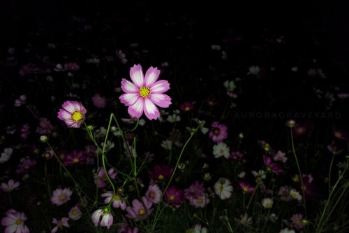 flower night aurora cemetery