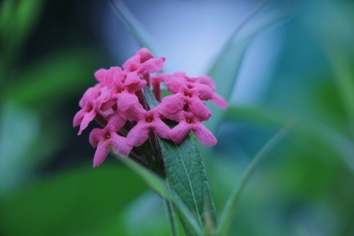 flower plant natural