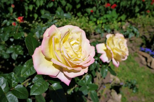 flower rose white