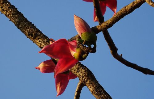 flower bud shimul