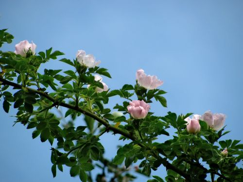 flower roses flora