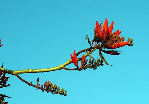 flower erythrina indian coral treee