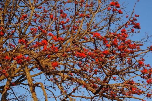 flower erythrina indian coral treee