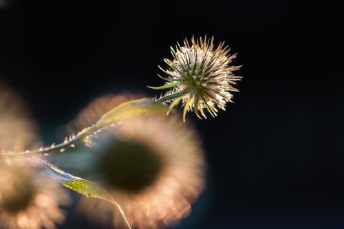 flower sun summer