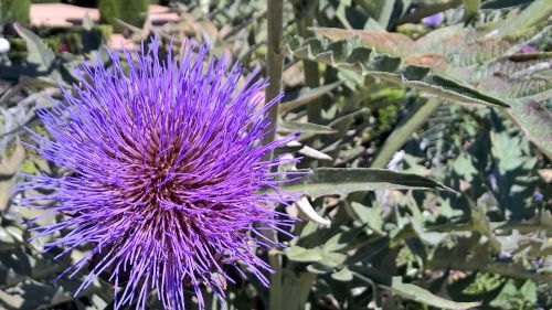 flower thistle spines