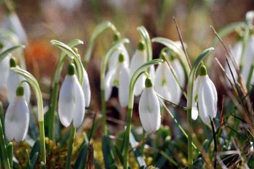 flower rod snowdrop