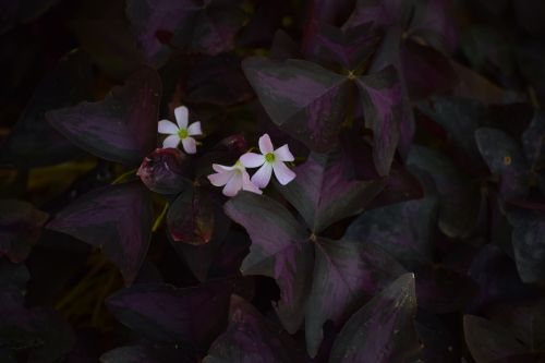 flower dark pink