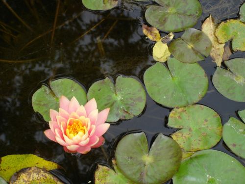flower lily pads lake