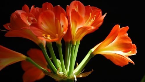 flower clivia miniata wallpaper