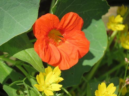 flower summer orange