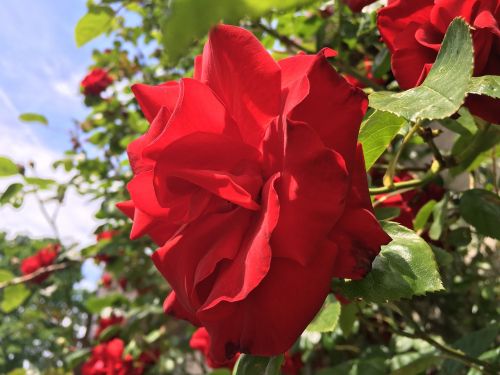 flower santana rose
