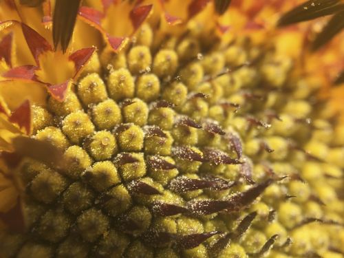 flower macro foreground