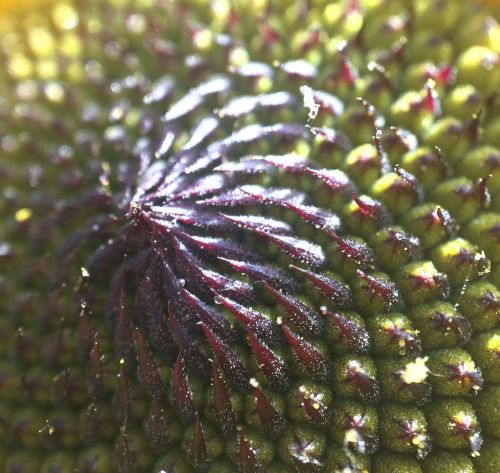 flower macro foreground