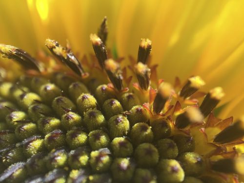 flower macro foreground