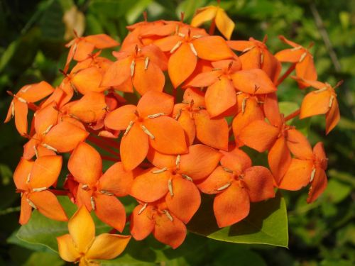 flower orange bouquet