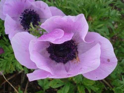 flower petals purple