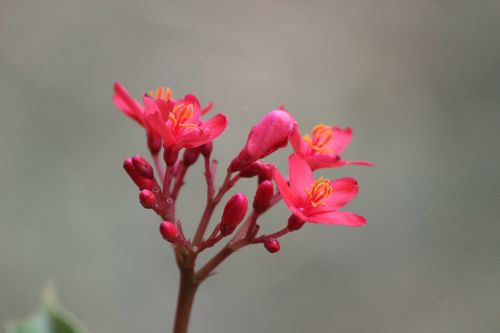 flower pink nature