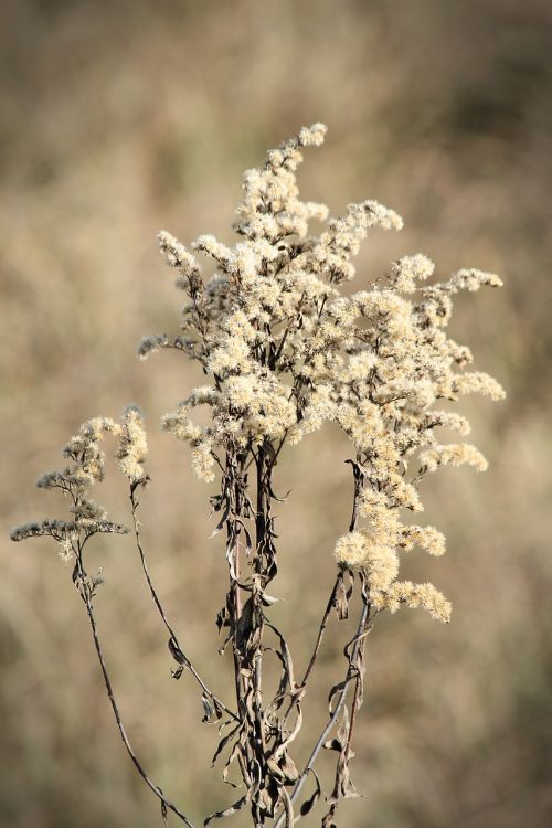 flower nature fall