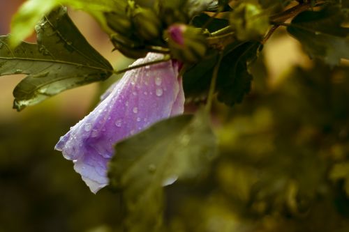 flower raindrops purple