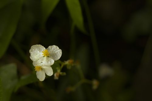 flower raindrops purple