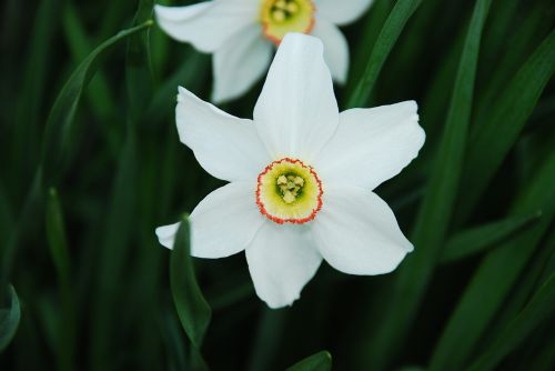 flower blossom white