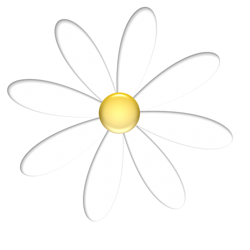 flower nature daisy