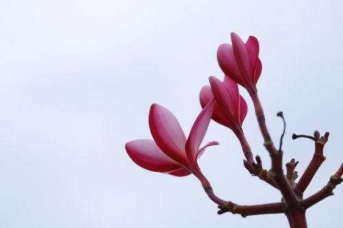 flower the scenery branch