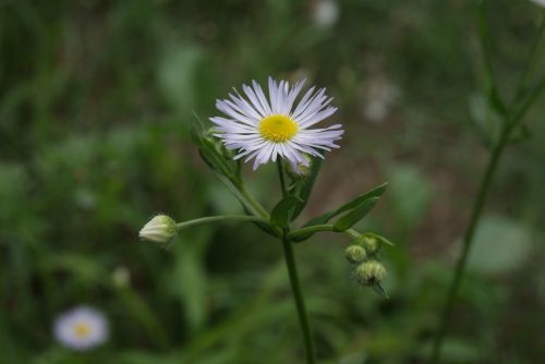 flower nature white