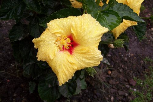 flower yellow flora