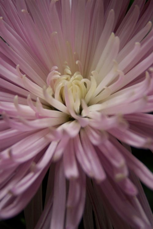 flower lilac flowers