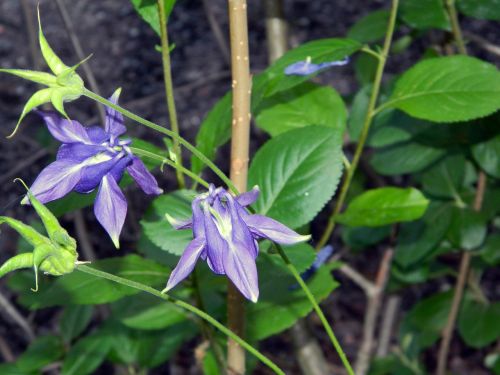 flower purple plant