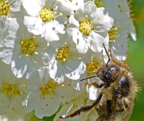 flower bee nature