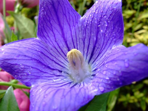 flower platycodon grandiflorus purple