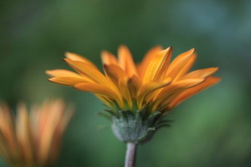 flower gazania flowers flowers