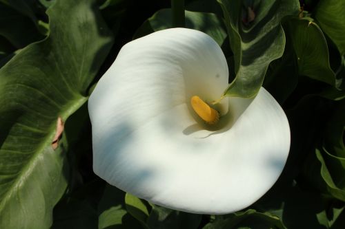 flower nature white flower