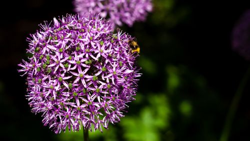 flower nature garden