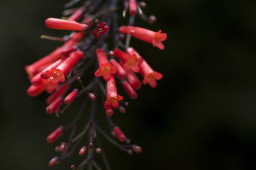 flower macro photography tropical