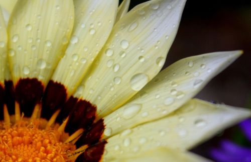 flower nature rain