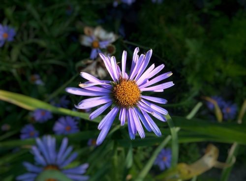 flower summer garden flower