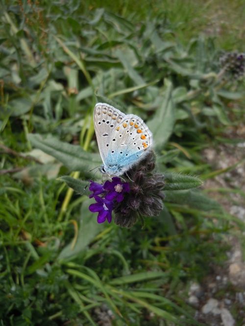 flower grass butterfly