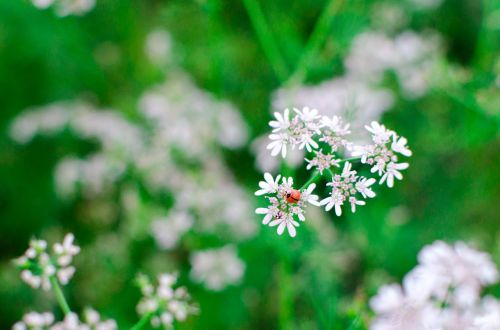 flower green bang